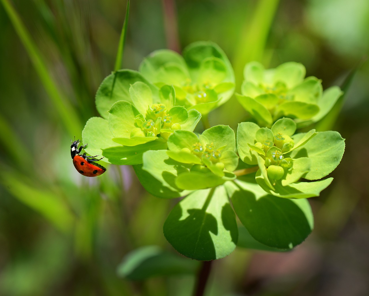 ladybug-250425_1280